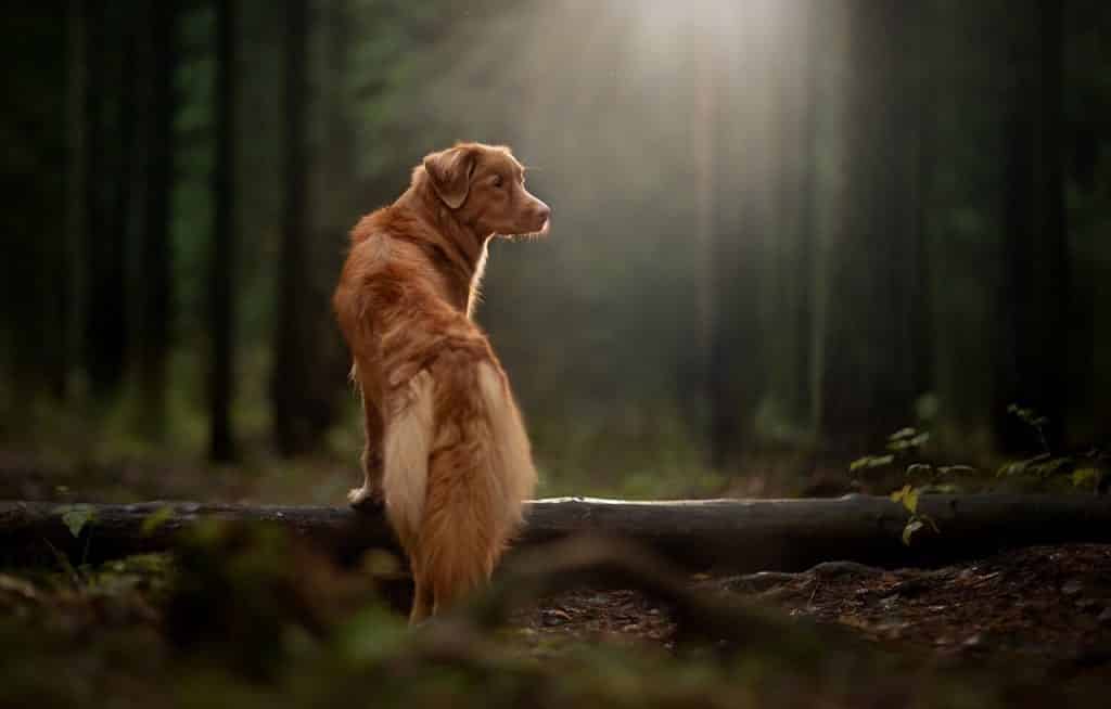 Best Coon Hunting Dogs for Every Hunter For Dogs Blog