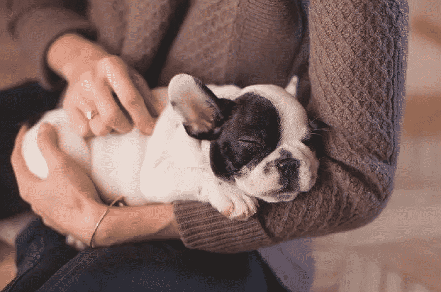 When Do Puppies Start Sleeping Through The Night?