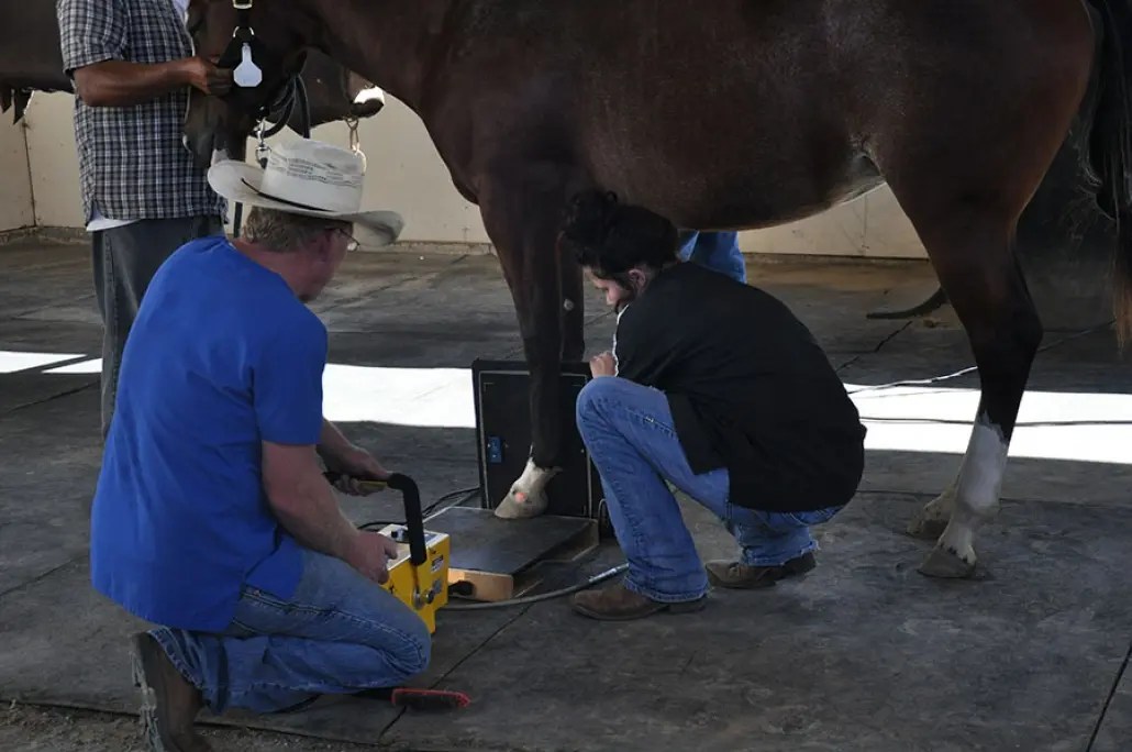 General Practice and Ambulatory Services Ford Veterinary Surgery Center
