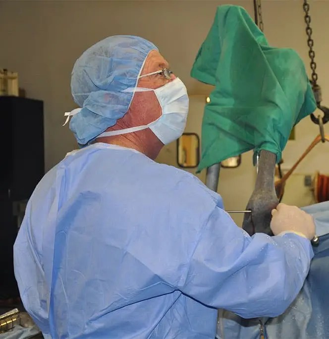 Ford Vet Surgery Center Home Ford Veterinary Surgery Center