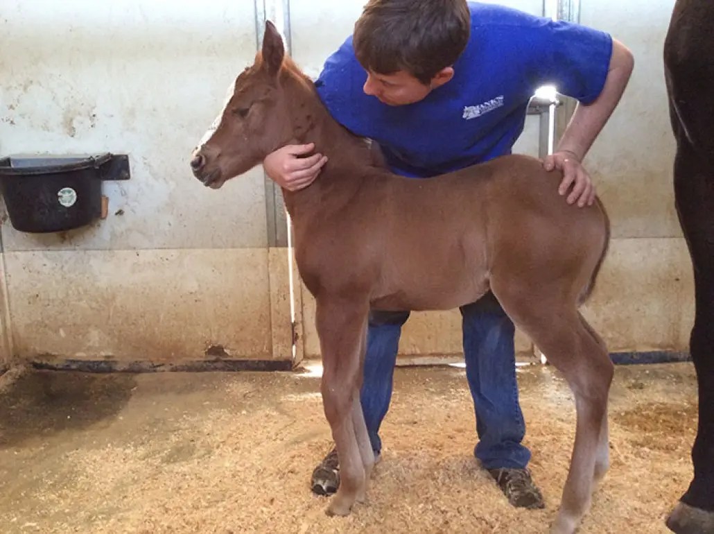 Internships Ford Veterinary Surgery Center