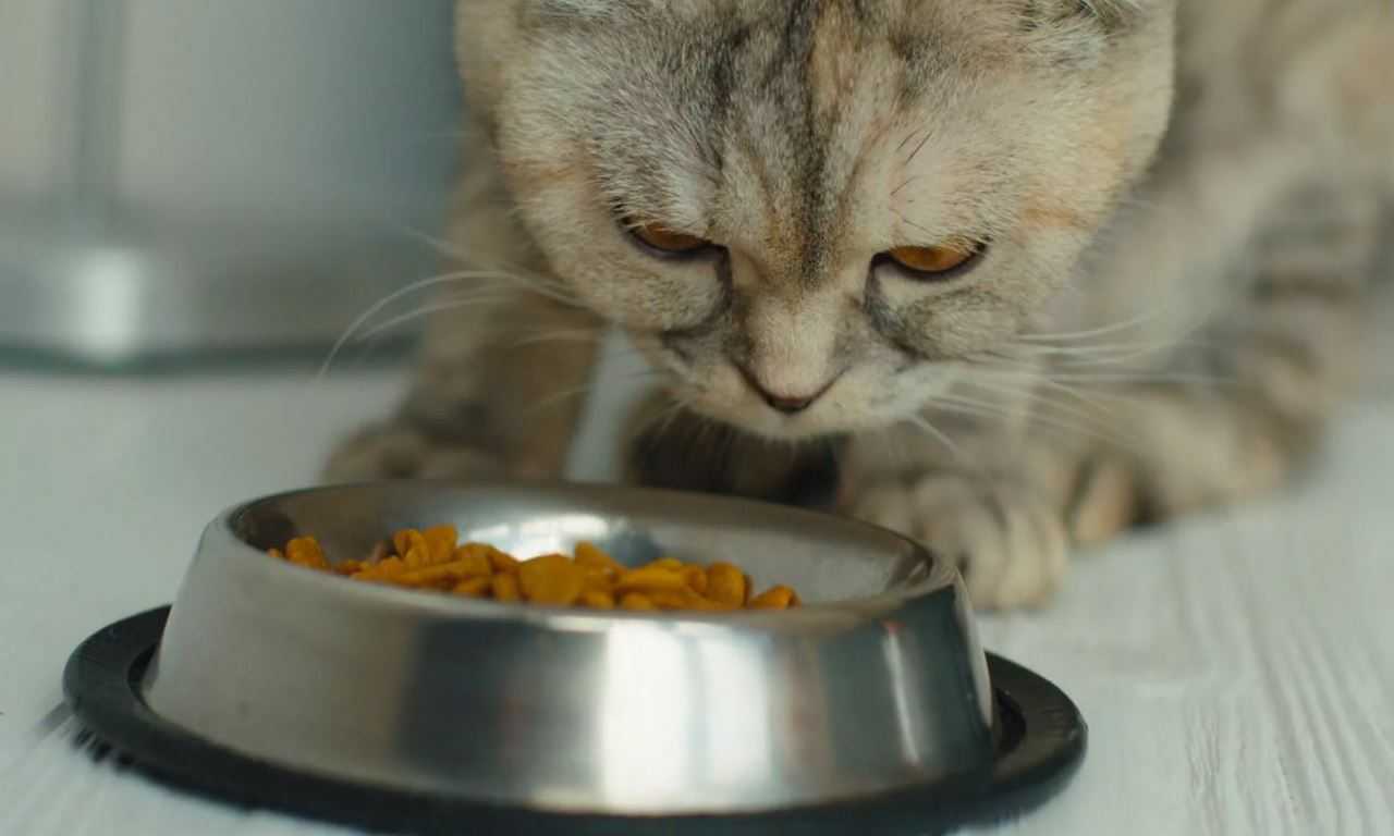 How To Feed a Cat While On Vacation Foreblog