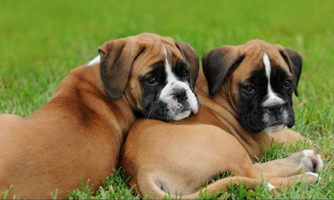Can Boxers Eat Eggs? FOREBLOG