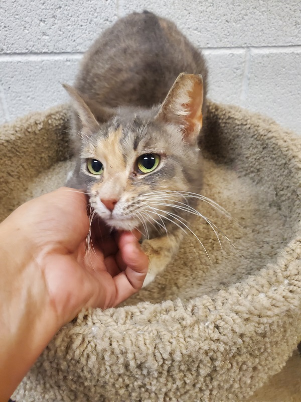 Dilute Calico Tabby Cat