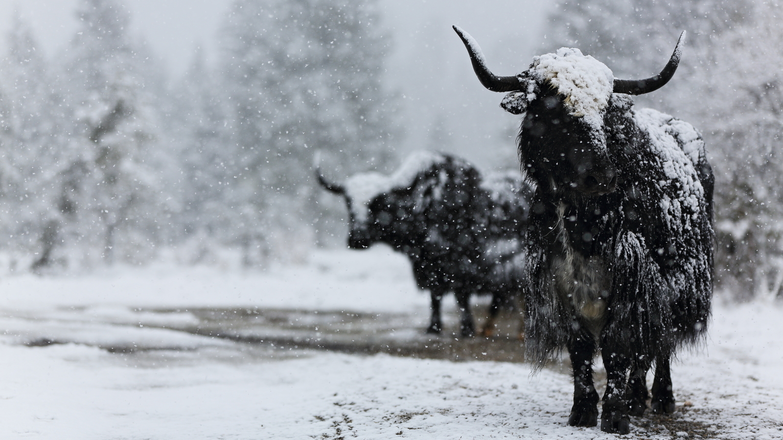 Why the Yak? Forefront Experience Equipping Teams // Catalyzing