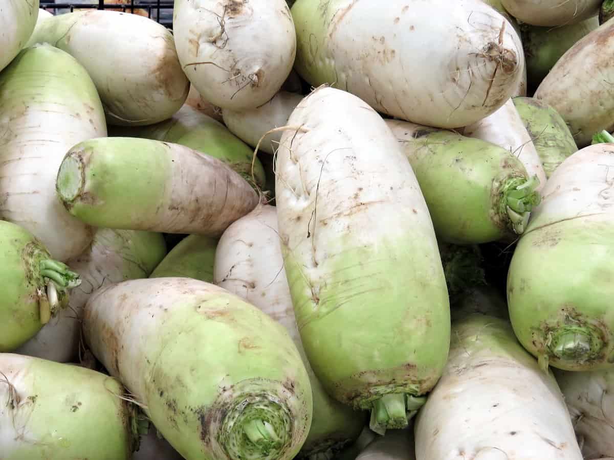 Korean Radish vs Daikon The Foreign Fork