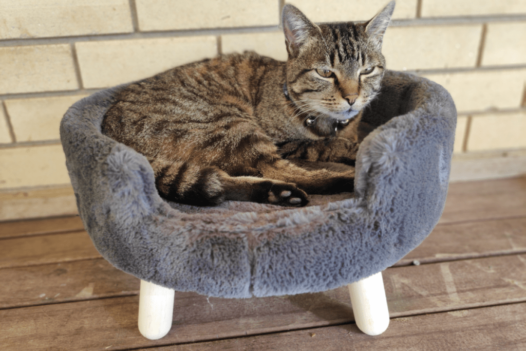 Slang For Cat (21 Examples!) Foreign Lingo