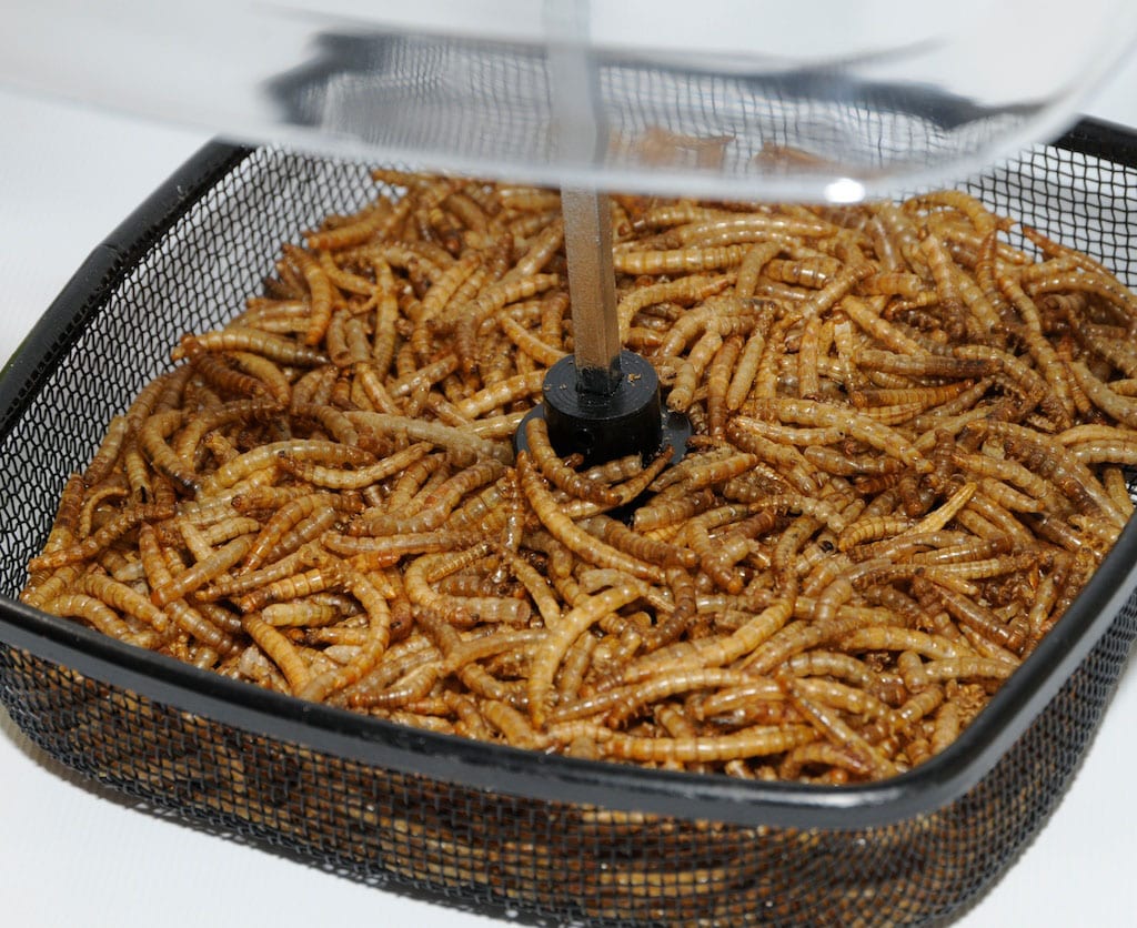 Are Mealworms Poisonous To Dogs