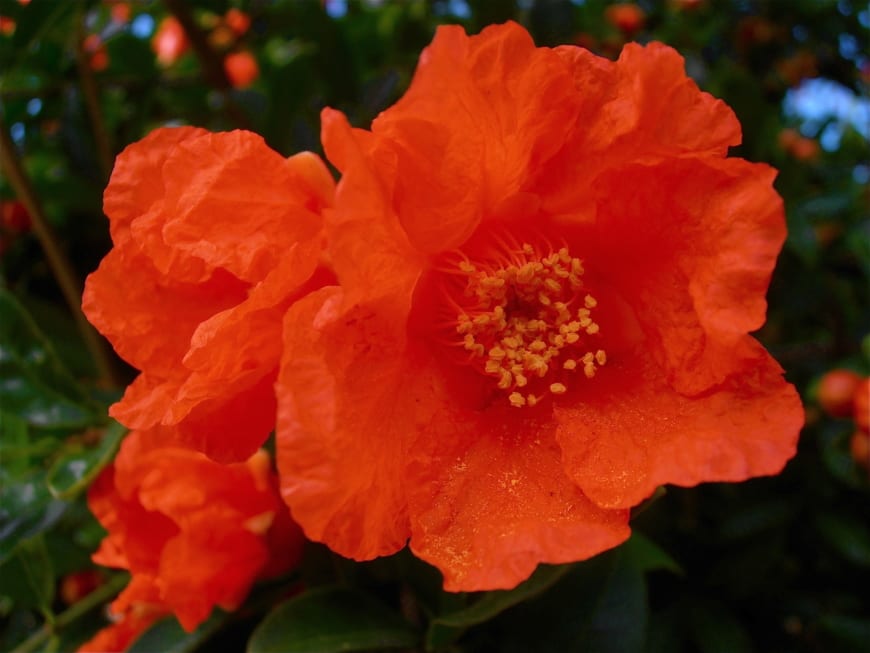Some of the most beautiful and popular flowers in Spain Foreign Policy