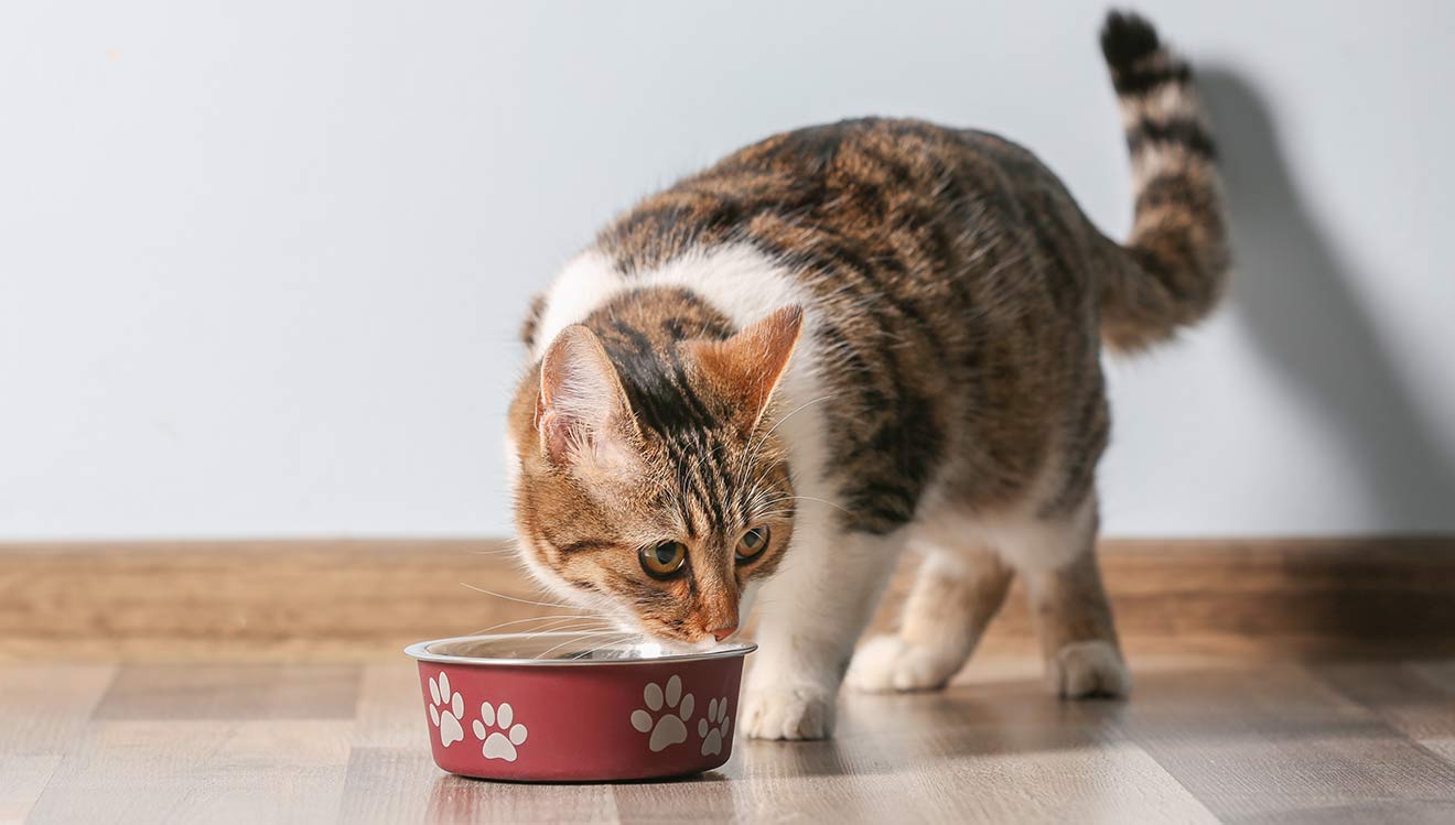 How to Litter Train a Stray Kitten Foreign Policy