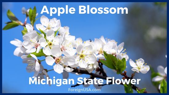 Complete List of Michigan State Symbols - Foreign USA