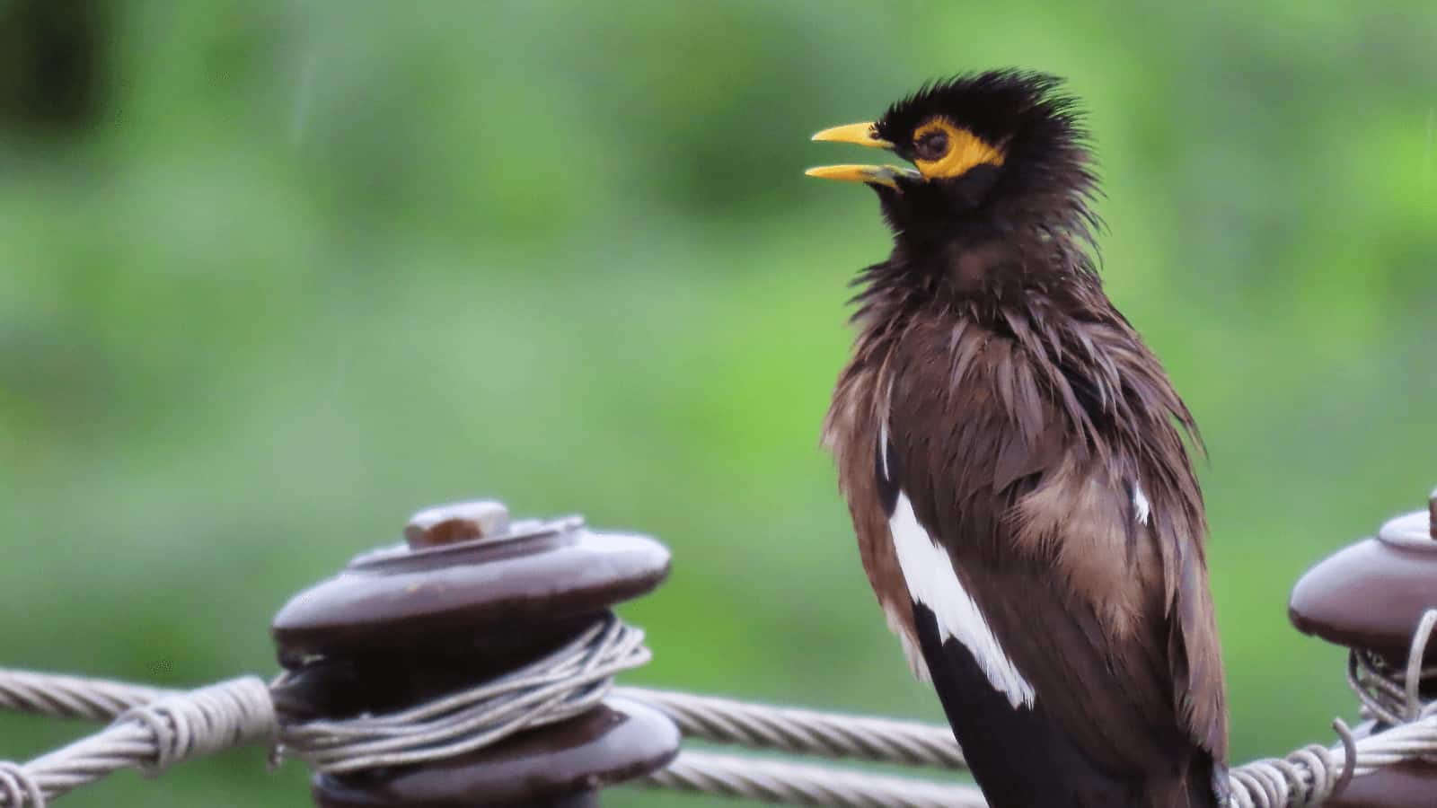 Pest Birds Australia What Are They? How to Get Rid of Them? (2022)