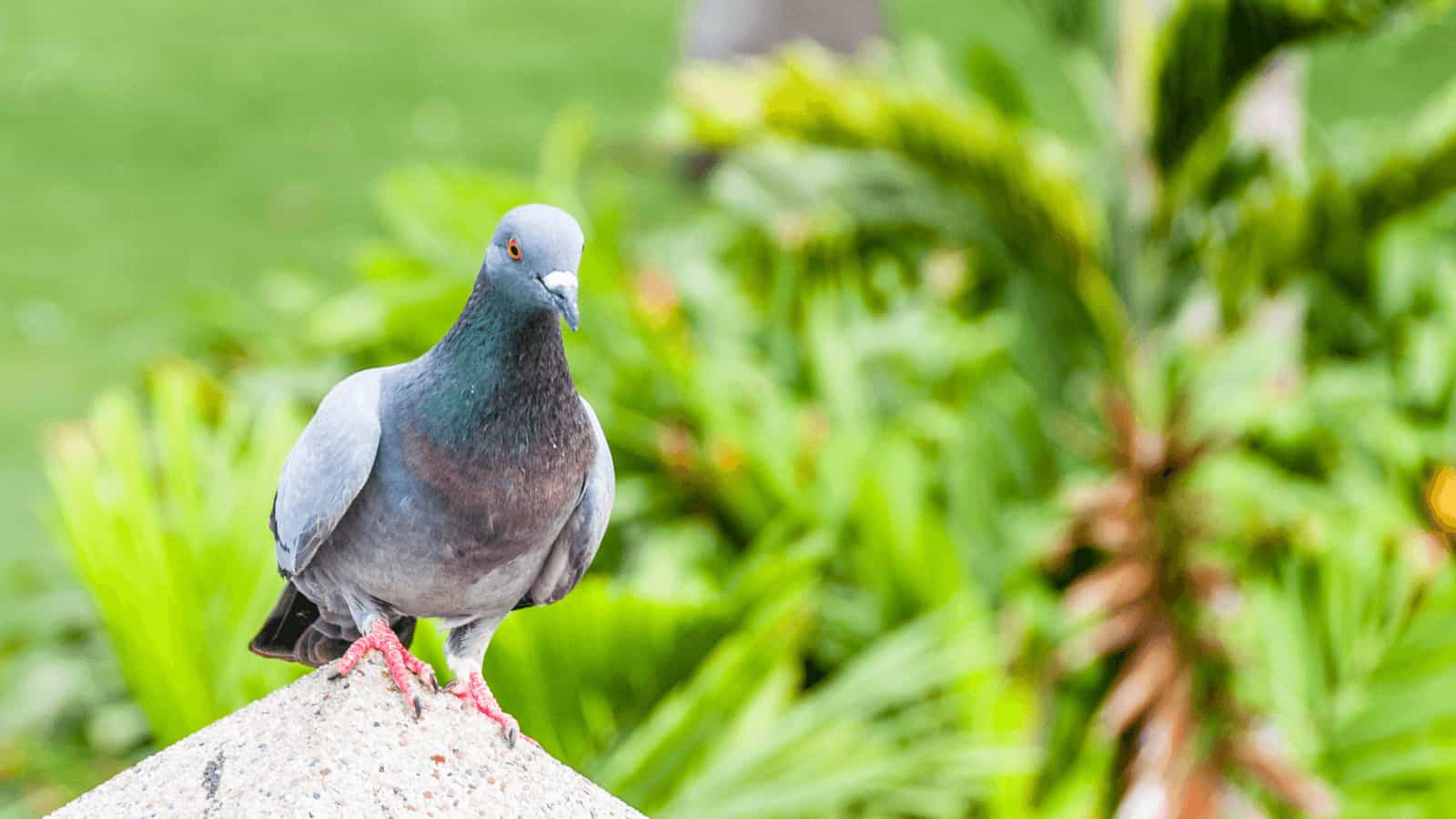 Pest Birds Australia What Are They? How to Get Rid of Them? (2022)