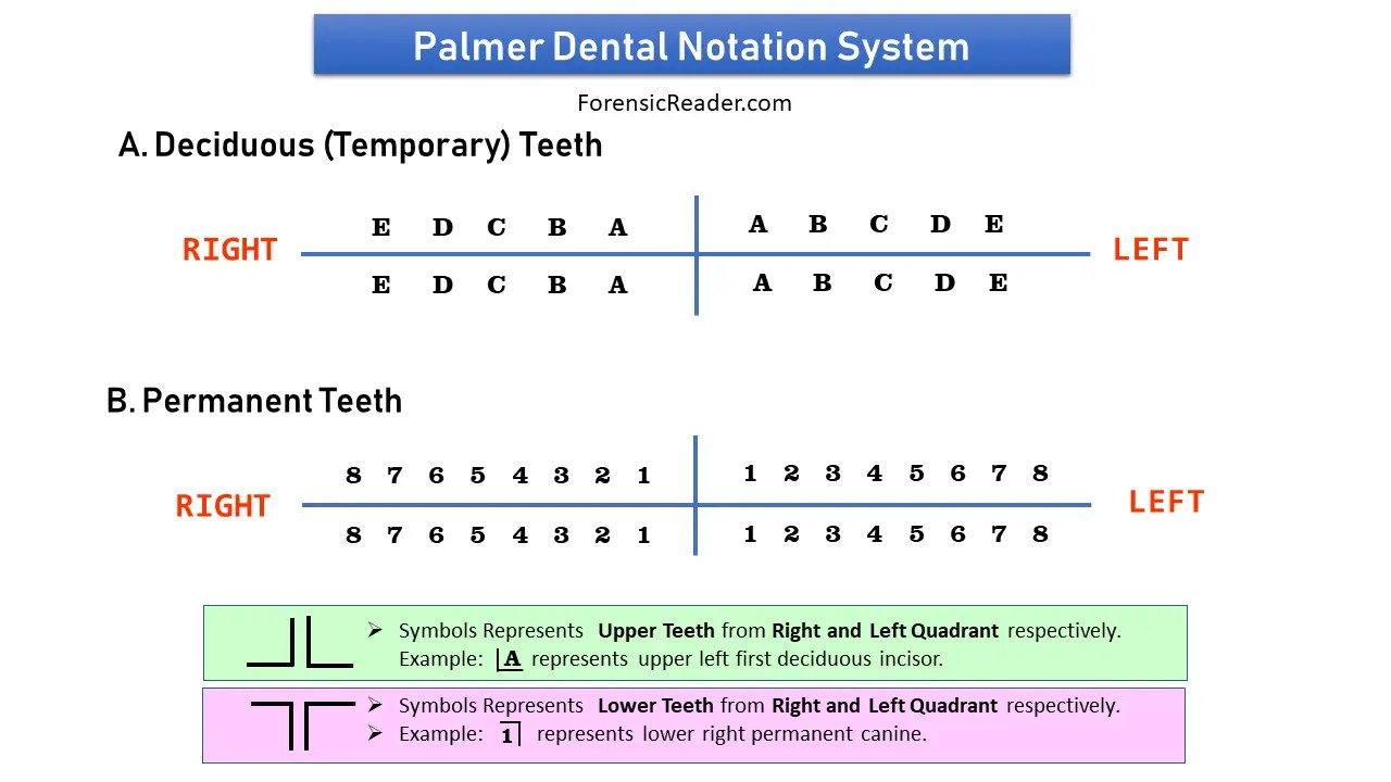 Tooth Numbering Systems 7 Major Dental Notations, Nomenclature, and Charting System