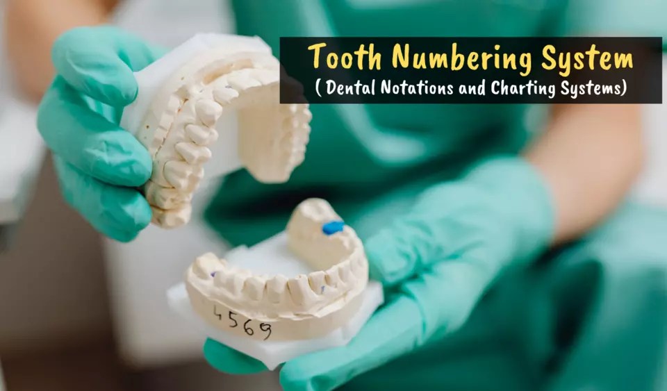 Tooth Numbering Systems 7 Major Dental Notations, Nomenclature, and