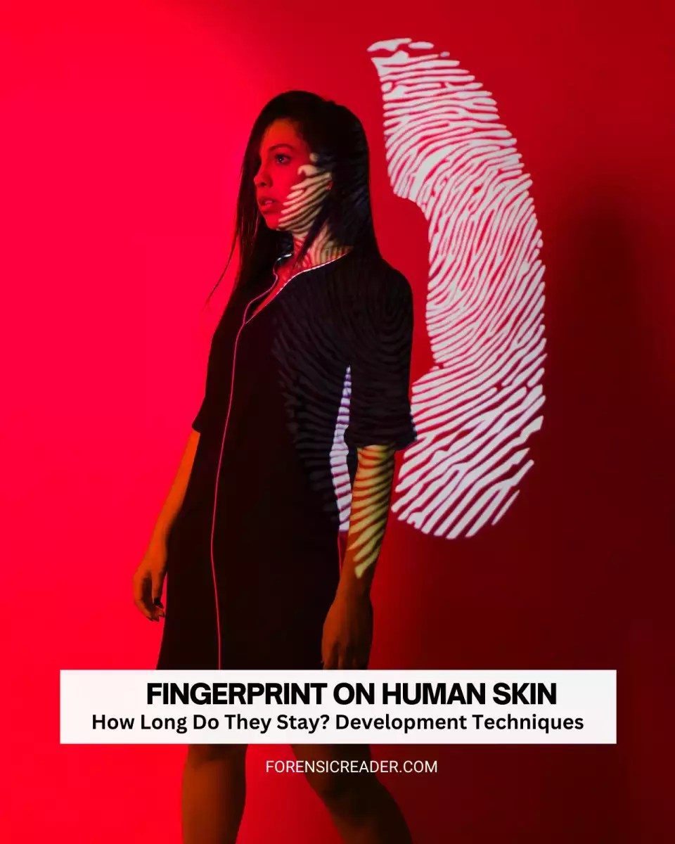 Latent Fingerprints on Human Skin How Long They Recovered?