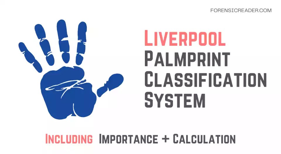 Liverpool Palm Print Classification System How to Calculate Values?