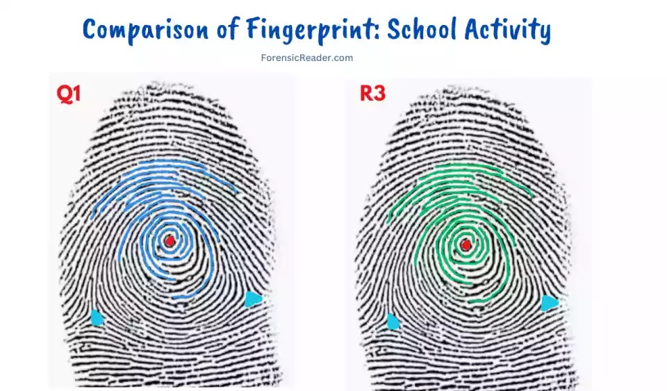 Comparing Fingerprints [Activity] For Students & Teachers