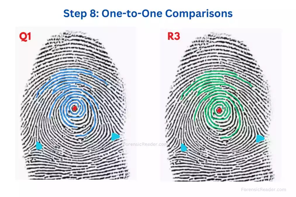 Comparing Fingerprints [Activity] For Students & Teachers