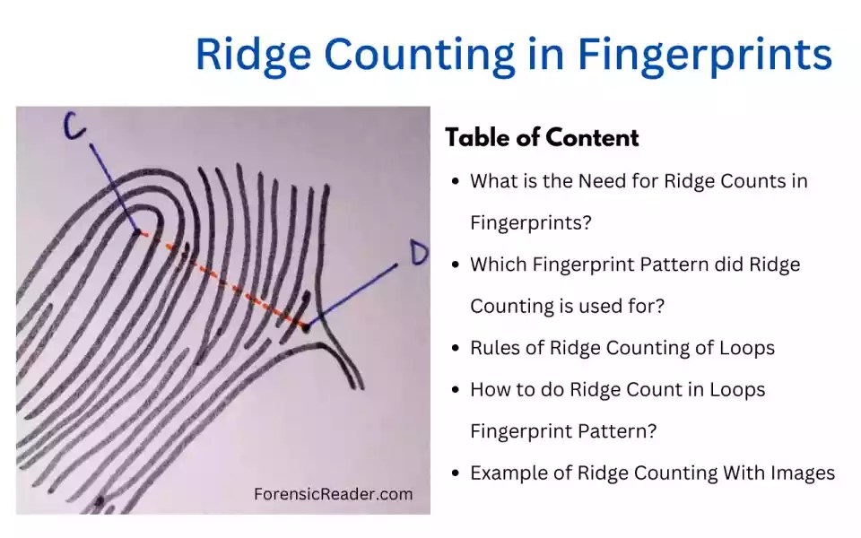 Ridge Counting in Fingerprints Rules, Calculation [+Images]