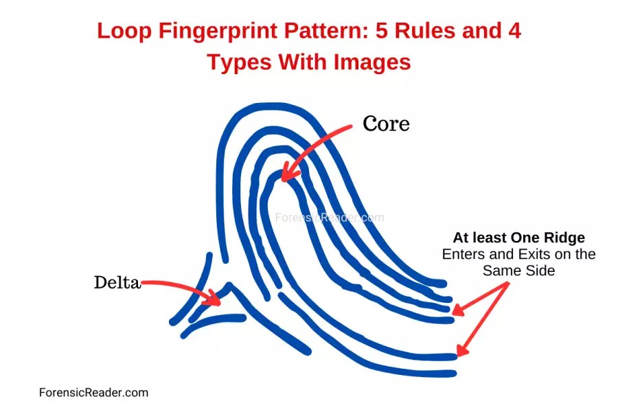 Loop Fingerprint Pattern 5 Rules and 4 Types With Images