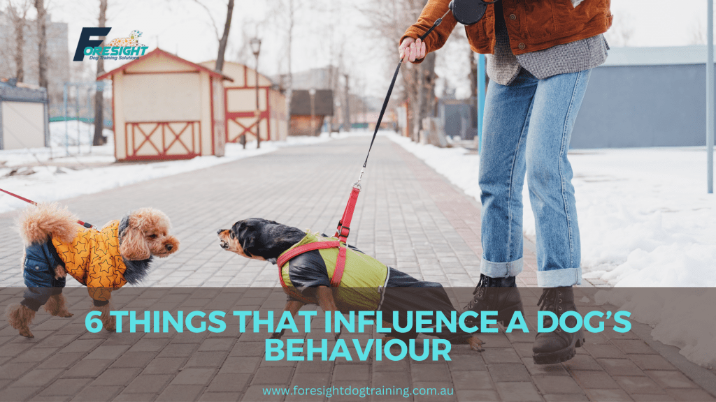 Dog Behaviour and 6 Incredible Influences