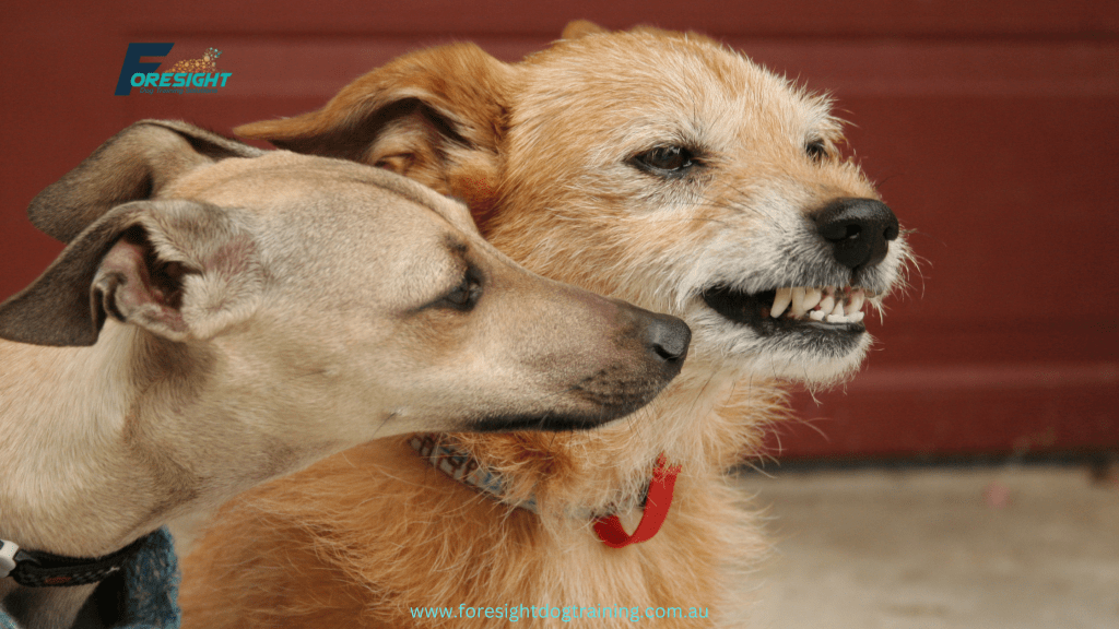 4 Crucial Reasons Why My Dog's Behaviour Changed in a Big Way