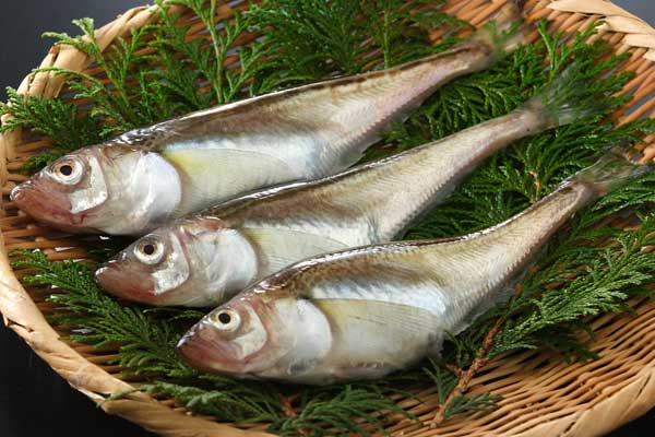 ハタハタ（子持ち鰰）魚 画像2 フリー写真素材 印刷 広告素材「花ざかりの森」