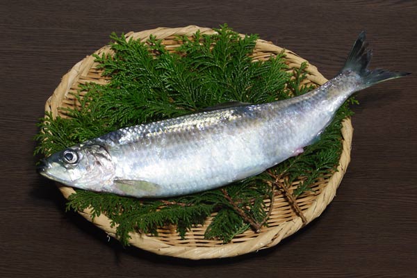 鰊（ニシン）画像 魚 無料写真素材 フリー写真素材「花ざかりの森」