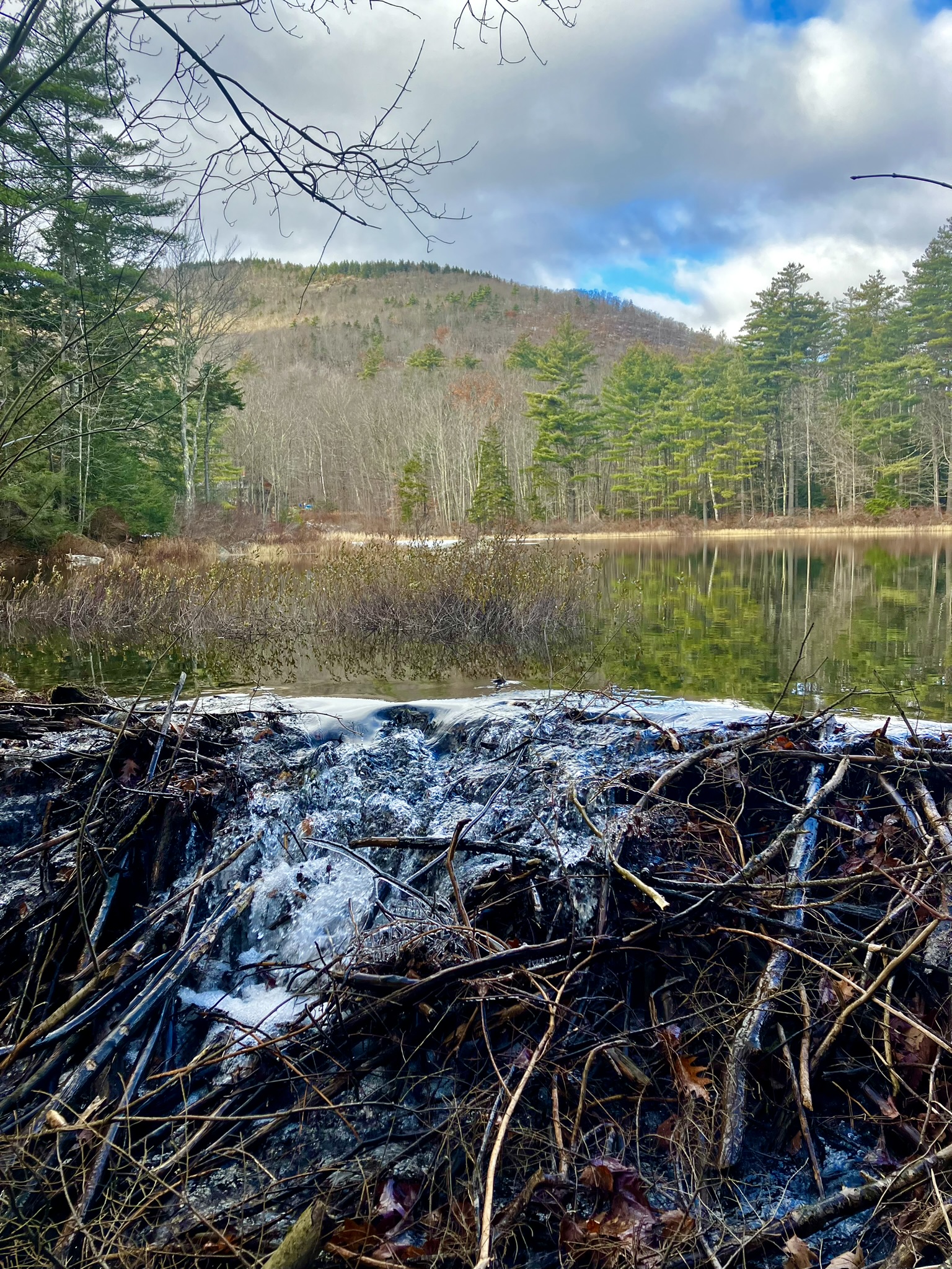 New Hampshire Audubon Willard Pond Forestry for Climate Adaptation and