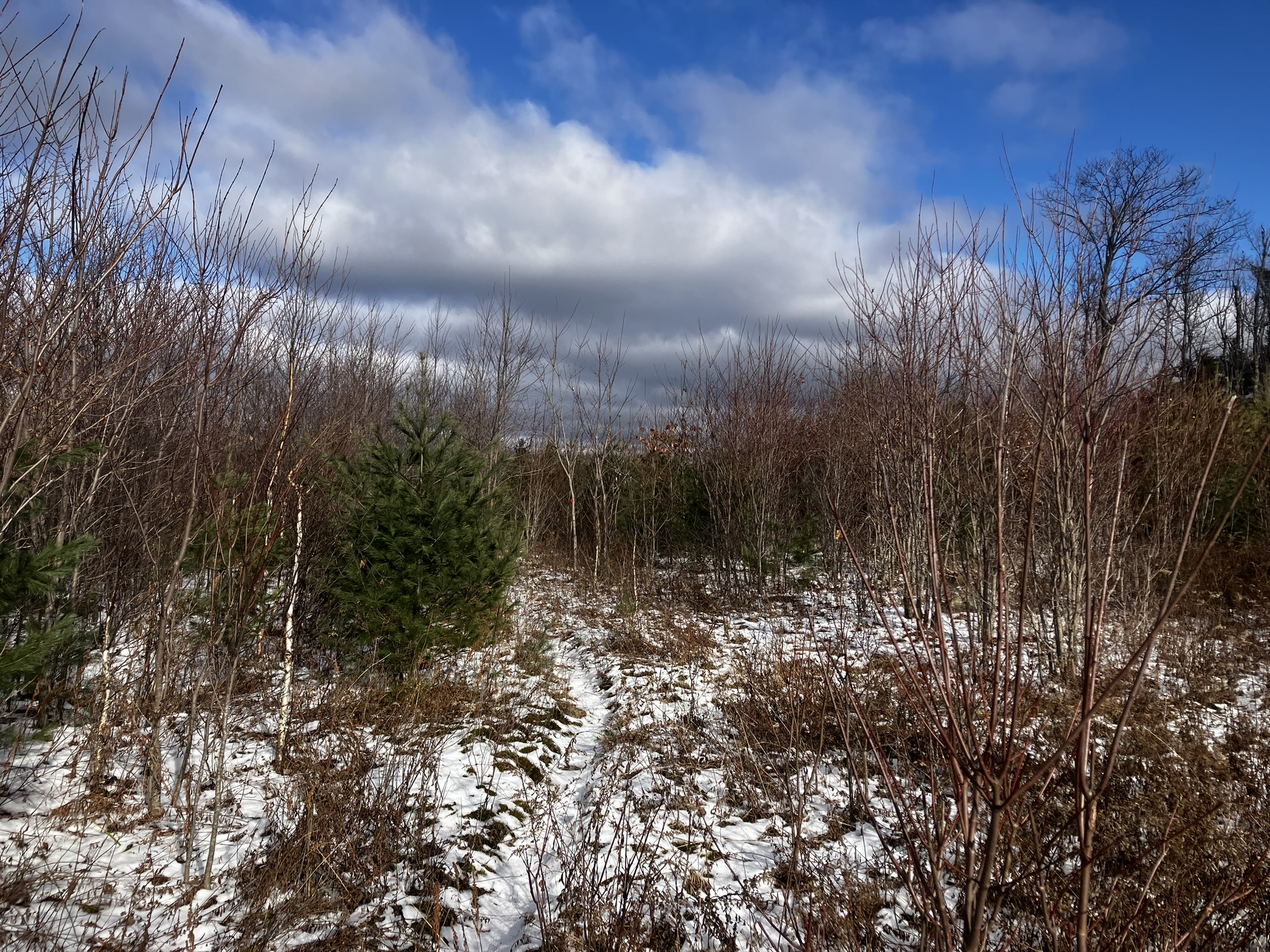 New Hampshire Audubon Willard Pond Forestry for Climate Adaptation and