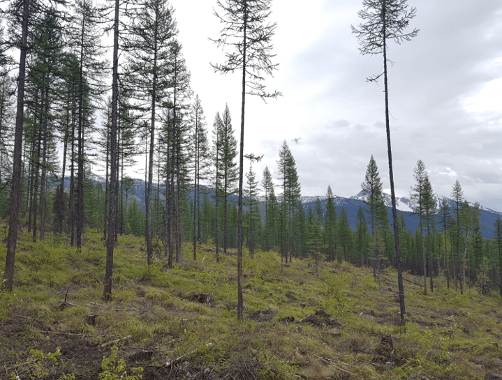 Flathead National Forest/Coram Experimental Forest Adaptive