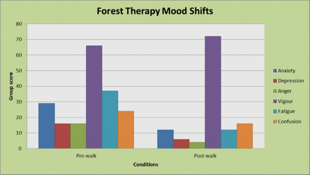 The Power in Trees Forest Bathing Cape Town