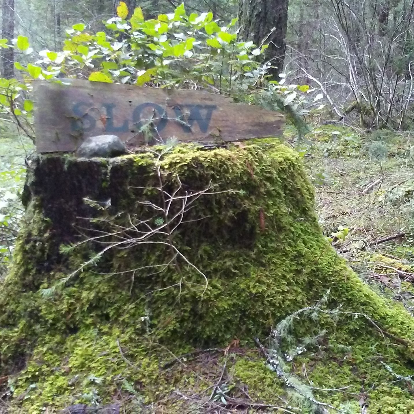 ForestBathingVictoria