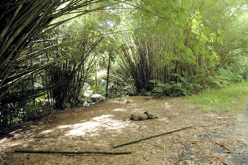 El Yunque National Forest Campgrounds