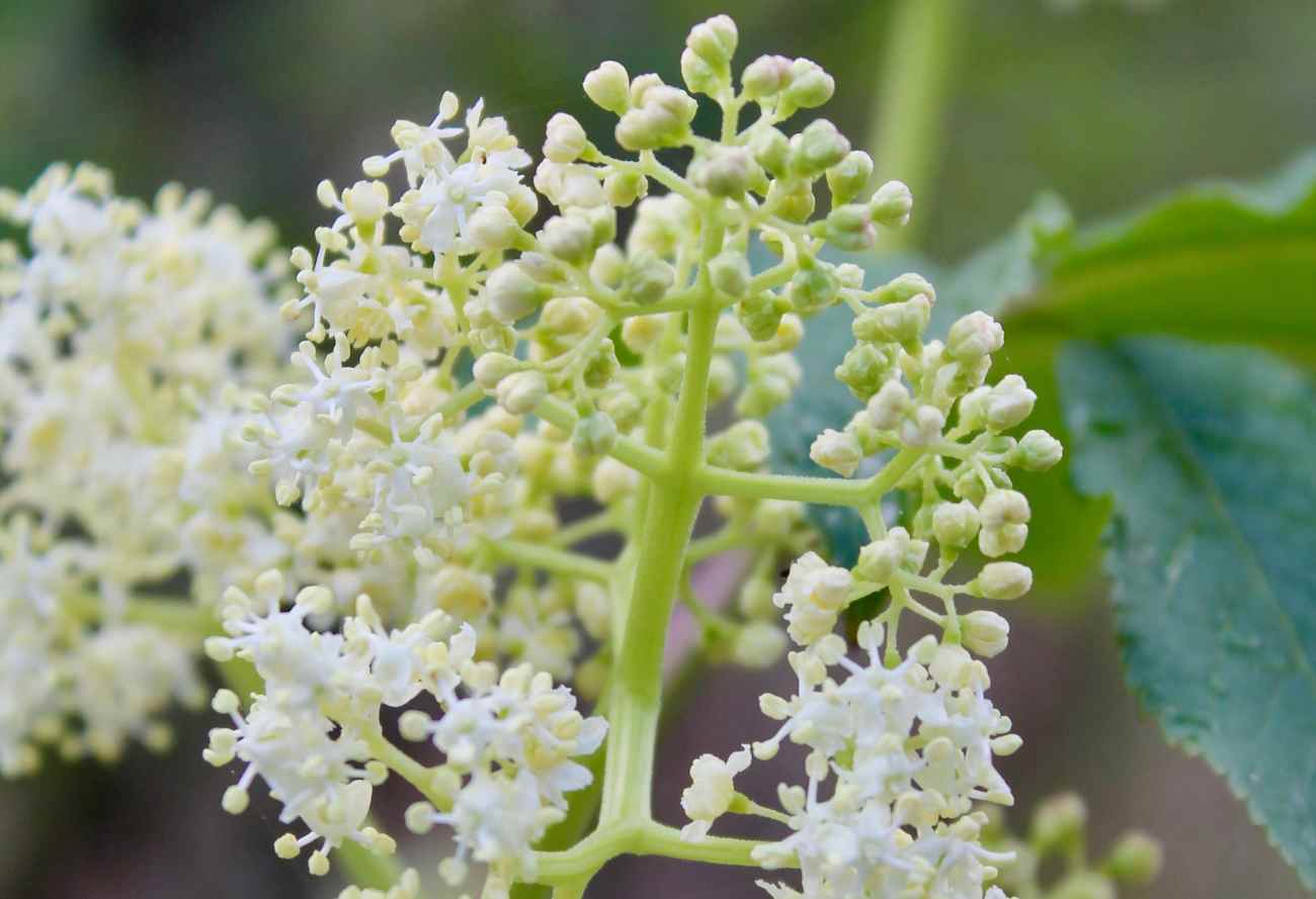 Dried Elderflowers Forest For Dinner Wild Food Specialist on