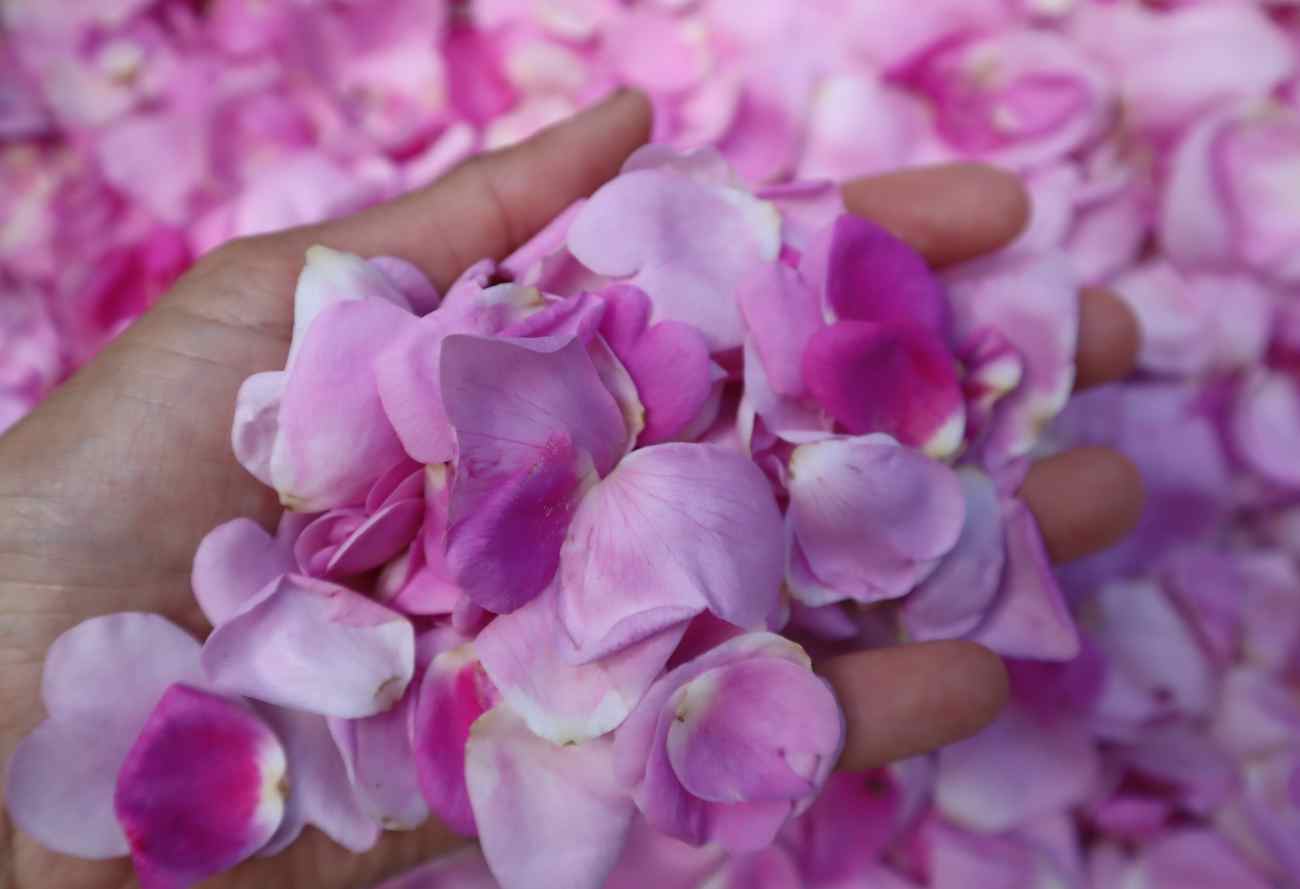 Dried Nootka Rose Petals Forest For Dinner Wild Food Specialist on Vancouver Island