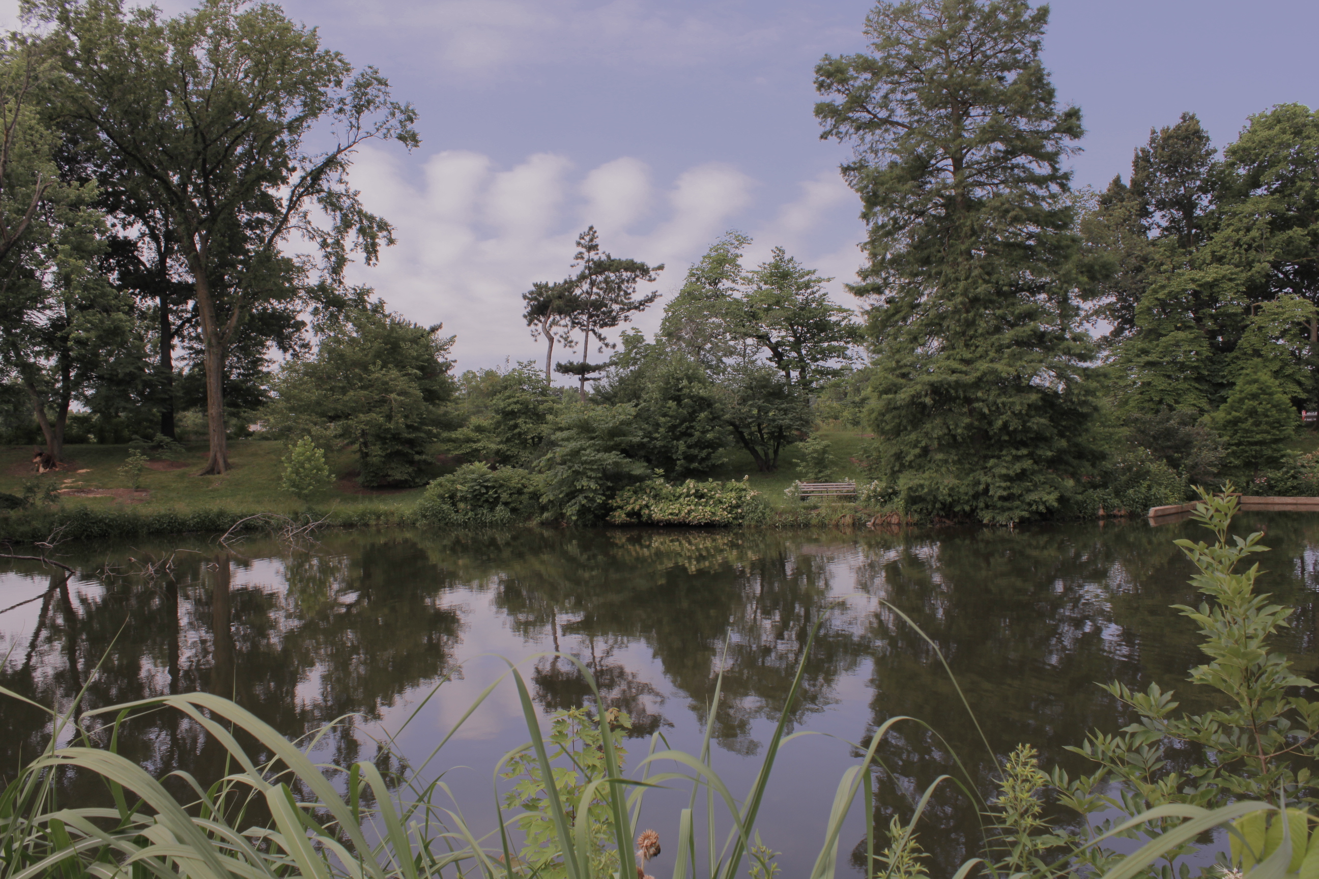 Murphy Lake Forest Park Forever
