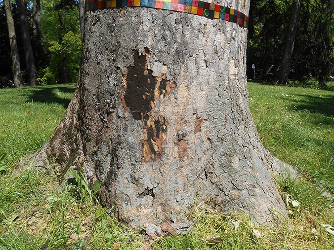 SootyBark Disease of Maple Forest Pathology