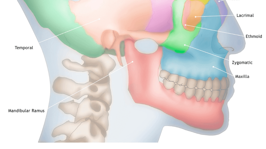 mandibular arch Forest & Ray Dentists, Orthodontists, Implant Surgeons