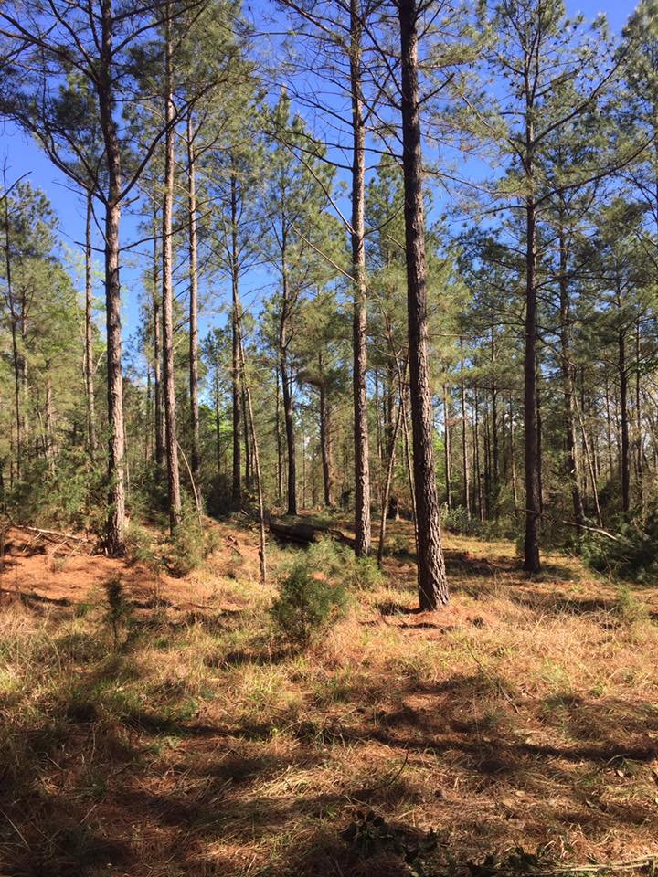 Sustainability Forest Resource Professionals