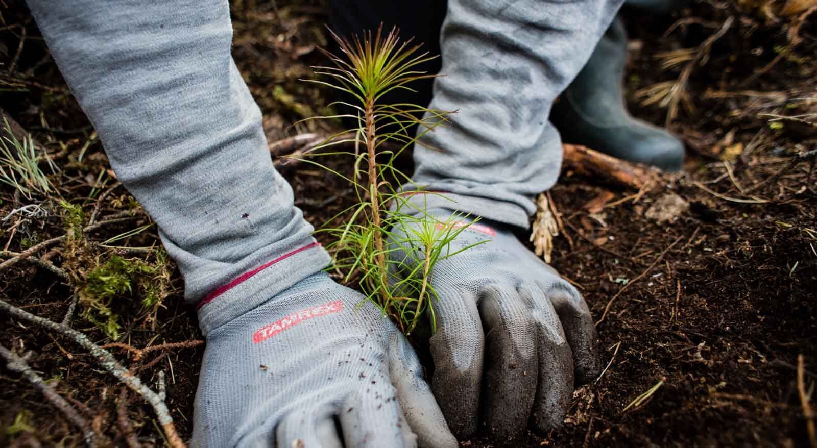 Manage forestry operations with the best solutions Trimble Forestry