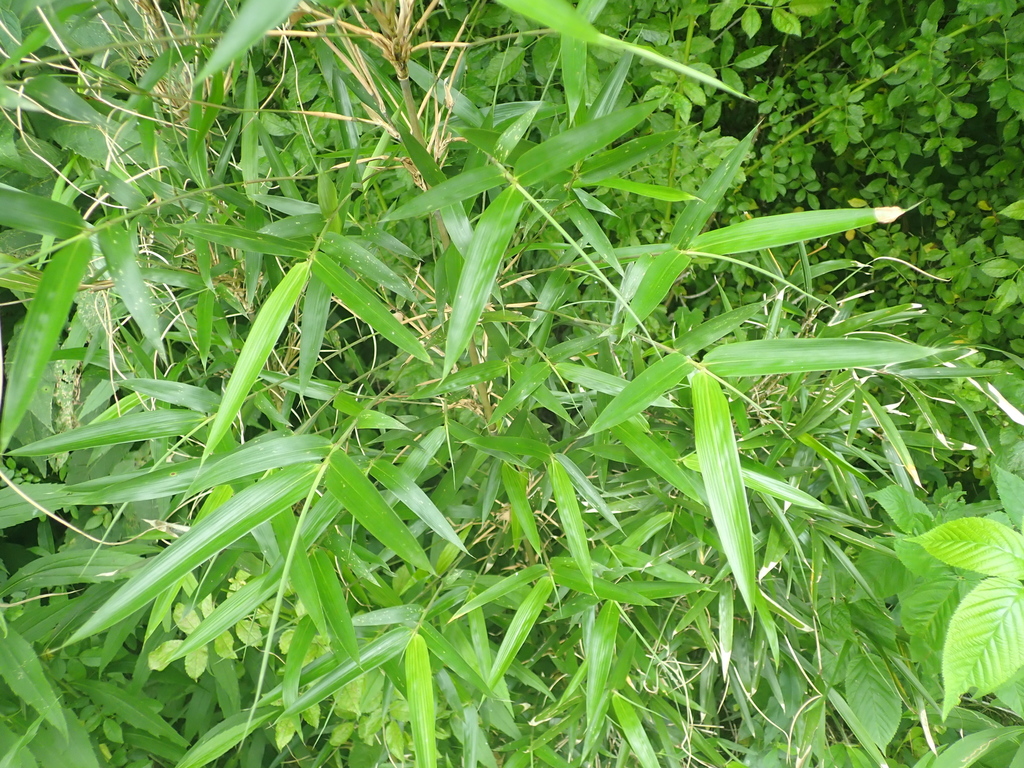 Rediscovering North America’s Lost Biome BC Forestry Outreach Center