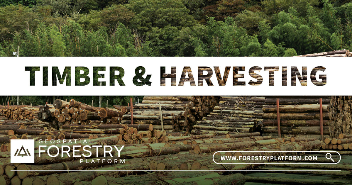 Commercial Forestry Segments Kenya Forestry
