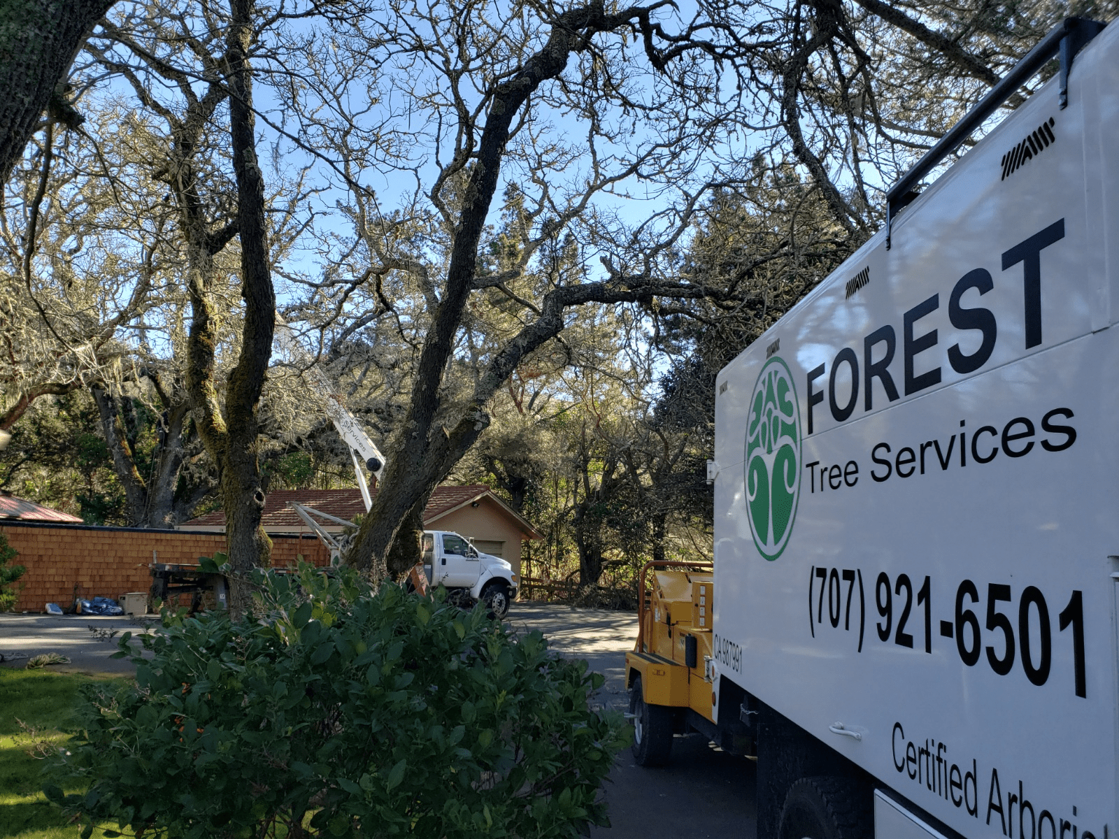 Residential Tree Care In Santa Rosa Forest Tree Services