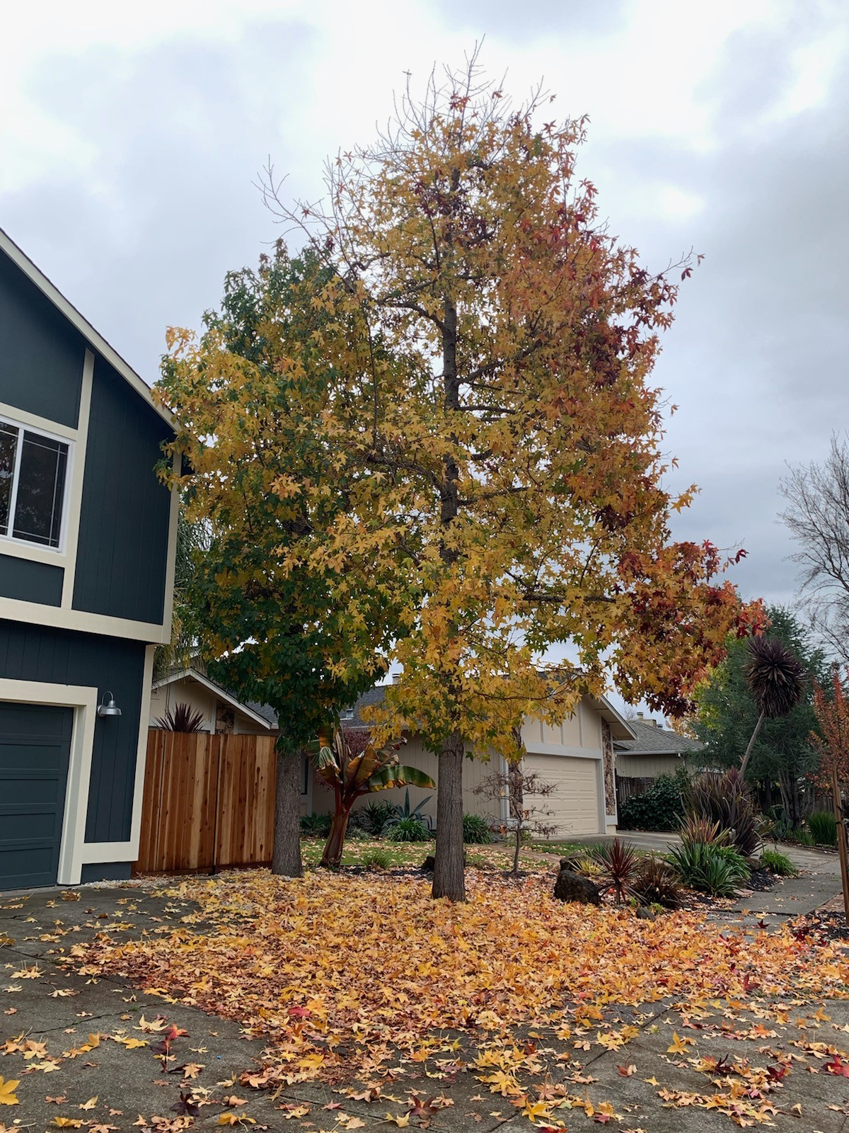Forest Tree Services Santa Rosa CA See Our Work!