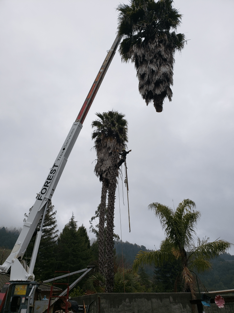 Forest Tree Services Santa Rosa CA See Our Work!