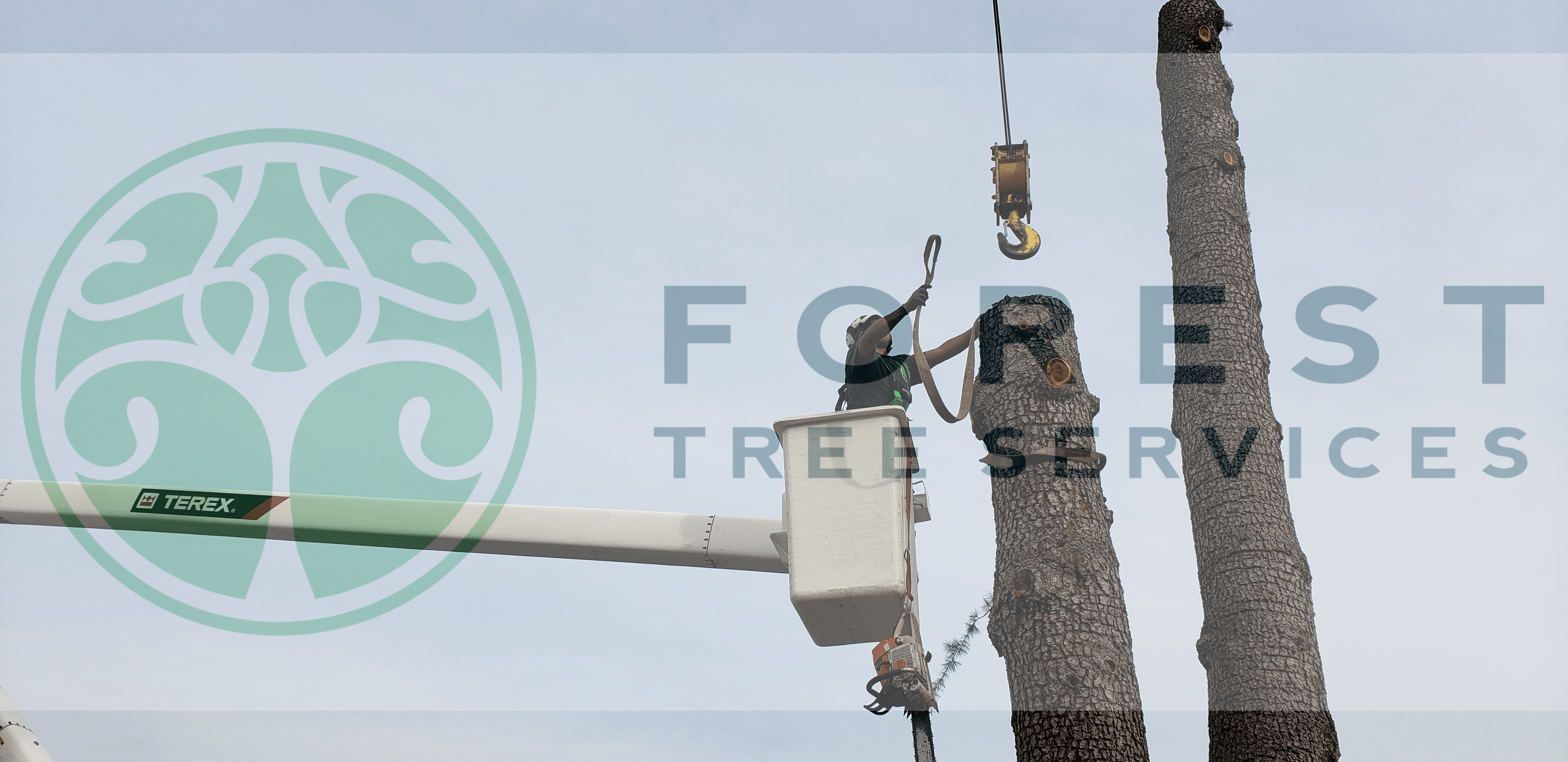 Forest Tree Services Santa Rosa CA See Our Work!