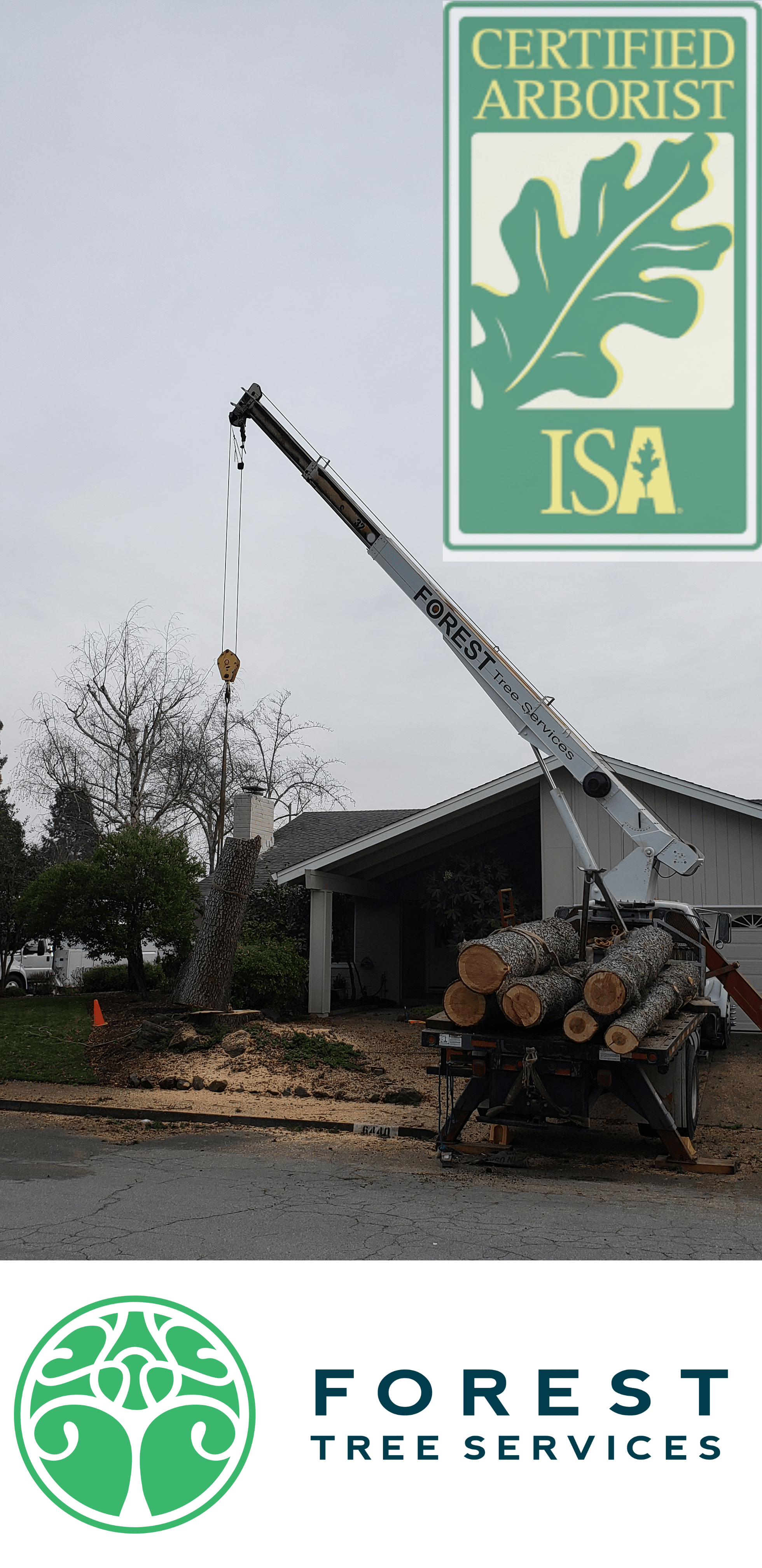 Forest Tree Services Santa Rosa CA See Our Work!