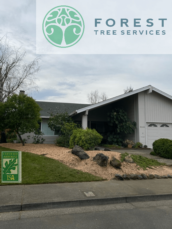 Forest Tree Services Santa Rosa CA See Our Work!